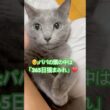 365日猫まみれ❤️ #猫 #ロシアンブルー #shorts
