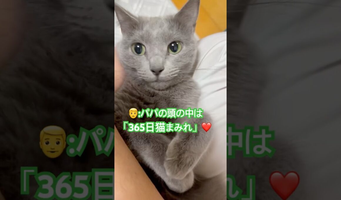 365日猫まみれ❤️ #猫 #ロシアンブルー #shorts