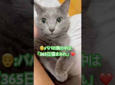 365日猫まみれ❤️ #猫 #ロシアンブルー #shorts