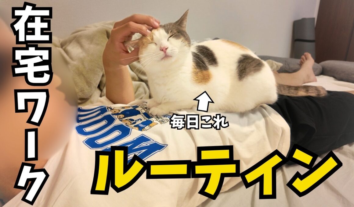 猫と主パパの在宅ワークルーティン【マンチカン/ねこのいる日常vlog】