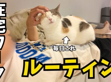 猫と主パパの在宅ワークルーティン【マンチカン/ねこのいる日常vlog】