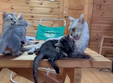 エジプシャンマウ｜スモーク｜メス｜2025年5月20生まれ