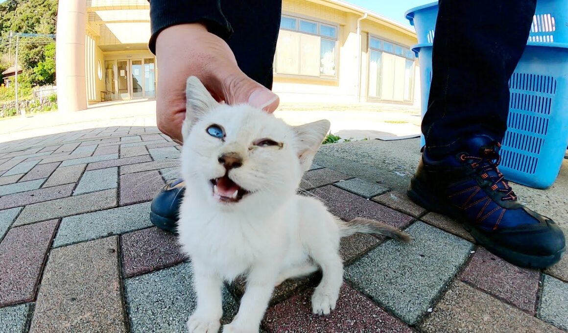 シャム子猫が通りすがりの人間をお母さんと間違えて甘えてきた