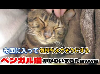 【ベンガル猫】布団に入って気持ちよさそうにするベンガル猫がかわいすぎたwwww