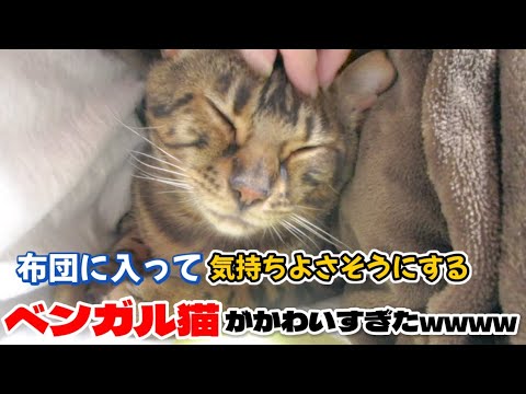 【ベンガル猫】布団に入って気持ちよさそうにするベンガル猫がかわいすぎたwwww