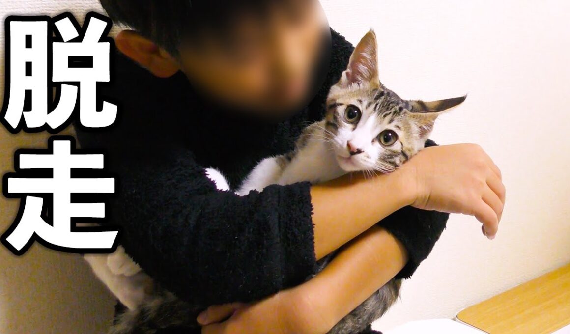 もう我慢の限界！隙をみて隔離部屋から脱走した子猫がこちらですw