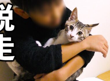 もう我慢の限界！隙をみて隔離部屋から脱走した子猫がこちらですw