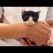 母からはぐれてしまった保護子猫