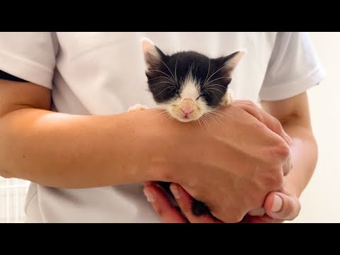 母からはぐれてしまった保護子猫