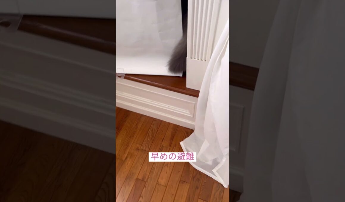 怖いよー #アメリカンカール #ねこ動画 #cat