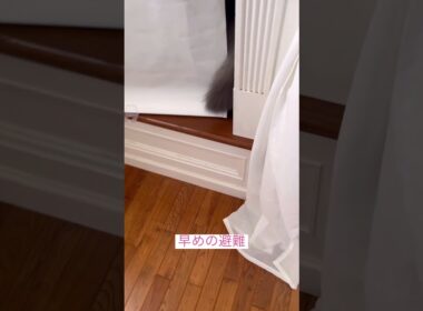 怖いよー #アメリカンカール #ねこ動画 #cat