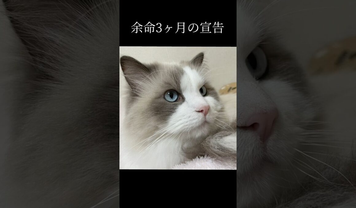 余命宣告3ヶ月から...奇跡の4年目へ #ラグドール #猫の腎臓病 #感動 #にゃんにゃんにゃん3兄弟