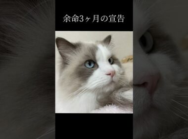 余命宣告3ヶ月から...奇跡の4年目へ #ラグドール #猫の腎臓病 #感動 #にゃんにゃんにゃん3兄弟