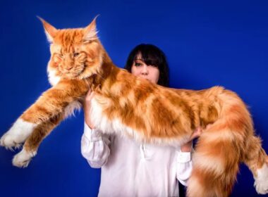 メインクーンとの暮らしについて誰も教えてくれない12のこと