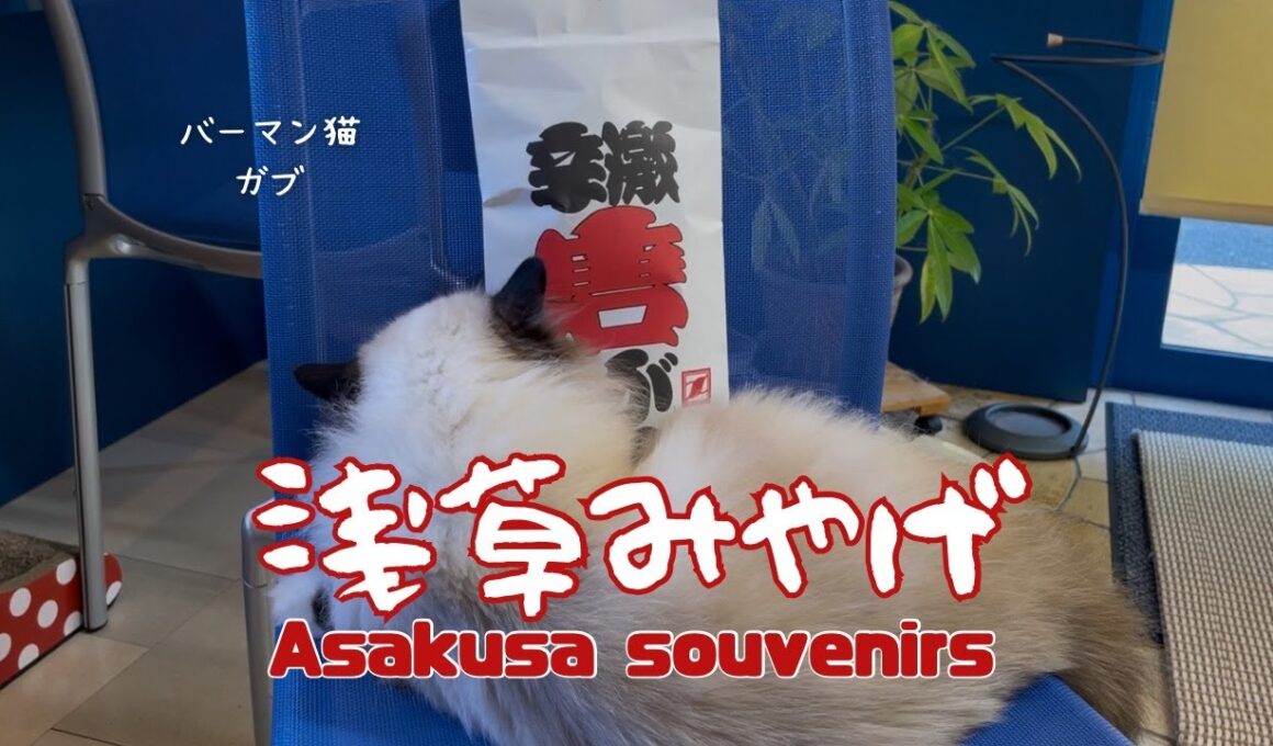 バーマン猫ガブとラフ【浅草みやげ】Asakusa souvenirs（バーマン猫）Birman/Cat
