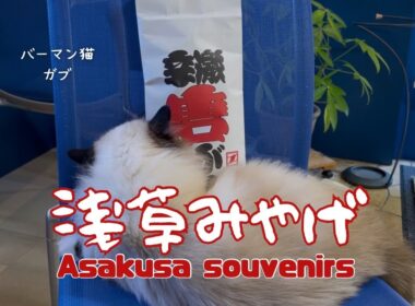 バーマン猫ガブとラフ【浅草みやげ】Asakusa souvenirs（バーマン猫）Birman/Cat