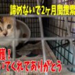 生き残りの子猫2匹を捕まえる為に緊急で「遠隔捕獲器」を作りました