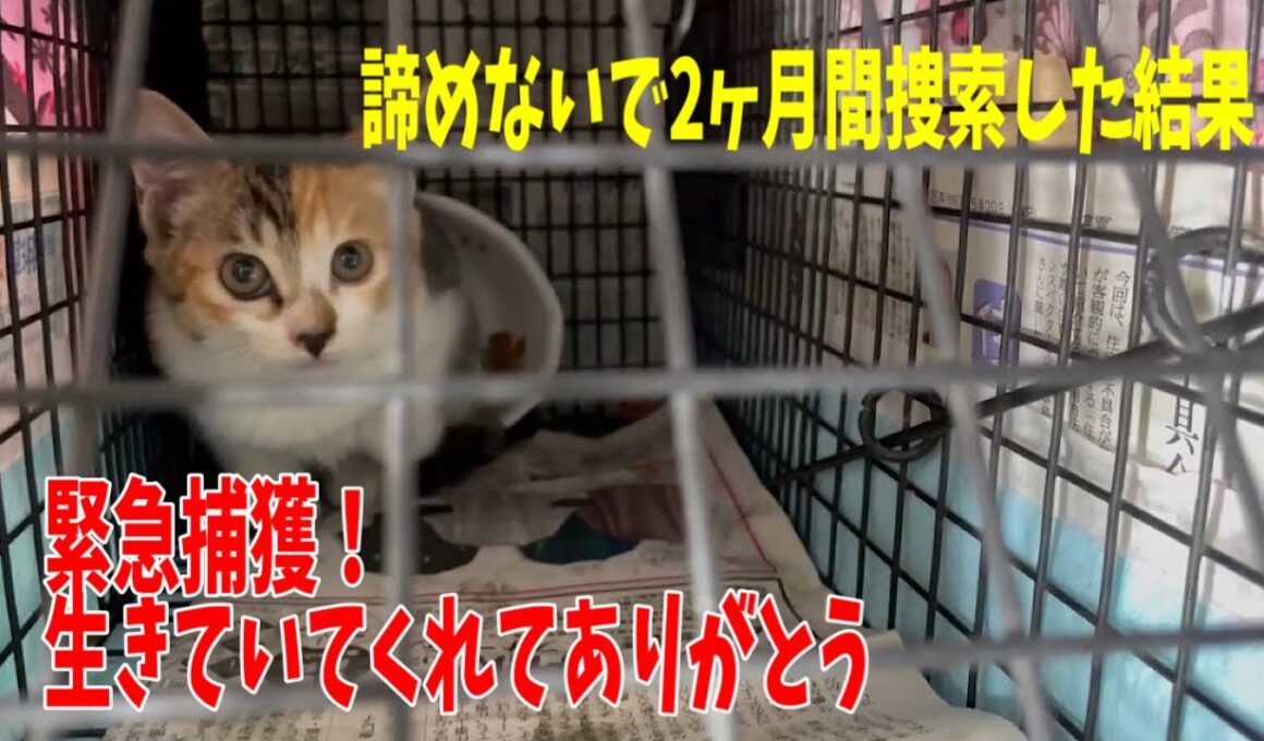 生き残りの子猫2匹を捕まえる為に緊急で「遠隔捕獲器」を作りました