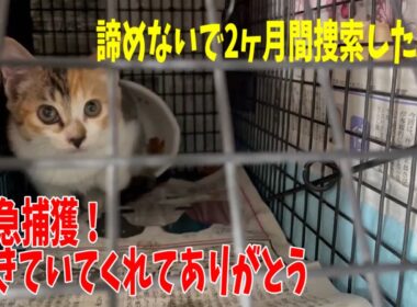 生き残りの子猫2匹を捕まえる為に緊急で「遠隔捕獲器」を作りました