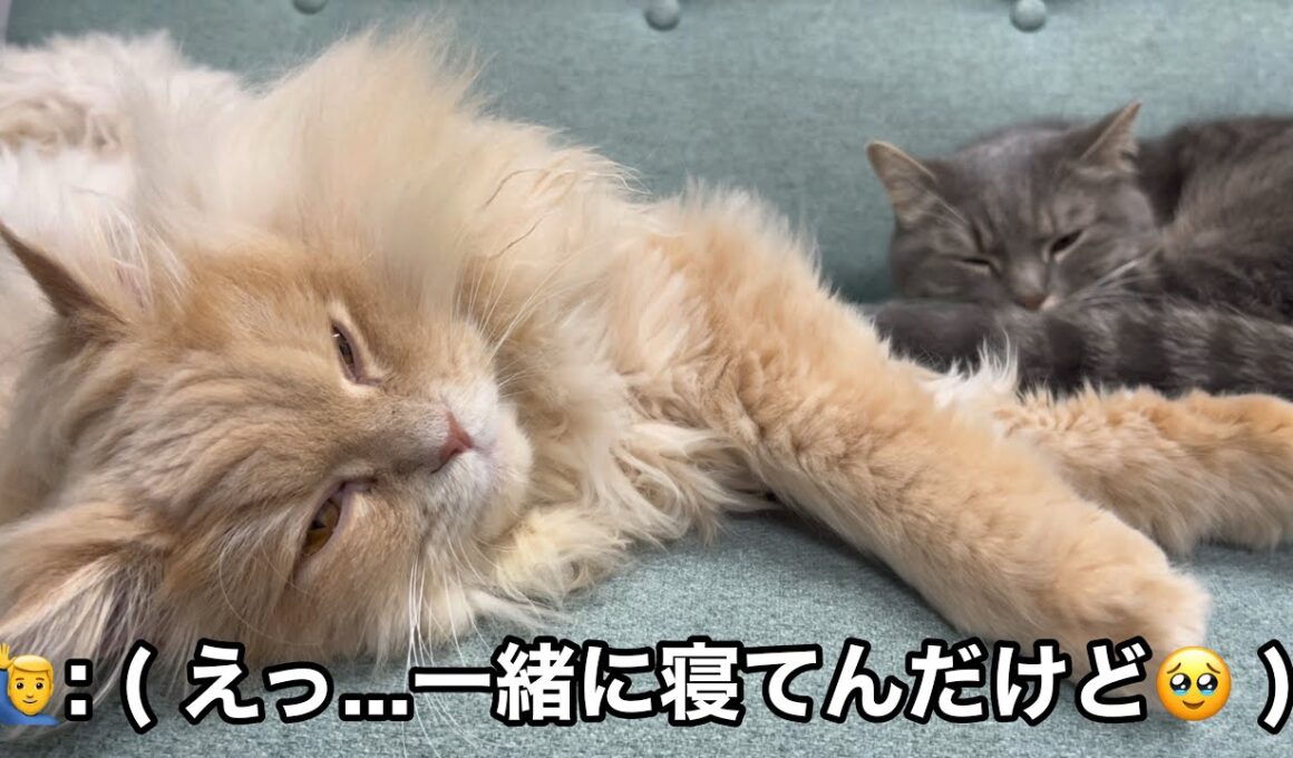 出会って2年、心を開くのに時間が掛かった猫たちが...🥹