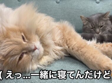 出会って2年、心を開くのに時間が掛かった猫たちが...🥹