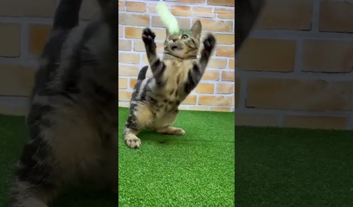 ♡新しいねこちゃん紹介♡ #cat #ペットショップ #アメリカンショートヘアー