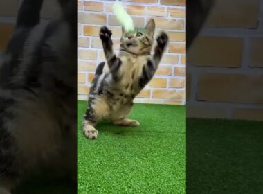 ♡新しいねこちゃん紹介♡ #cat #ペットショップ #アメリカンショートヘアー