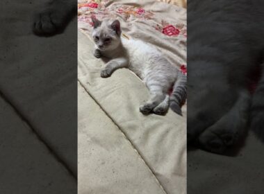 折れ曲がった布団の縁で、咳き込むシャムの子ネコ雫。この後、風邪薬を飲ませました