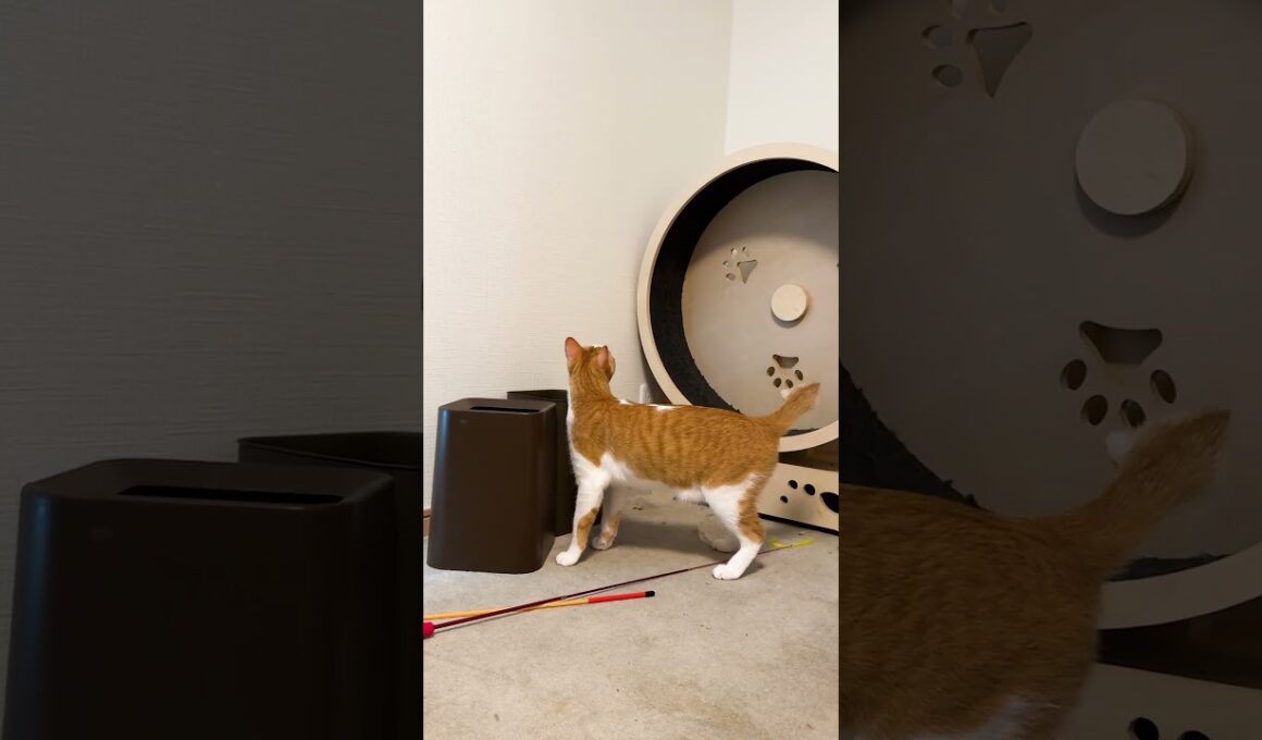 この世界は難しい。　 #猫 #cat #保護猫 #shorts