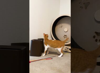 この世界は難しい。　 #猫 #cat #保護猫 #shorts