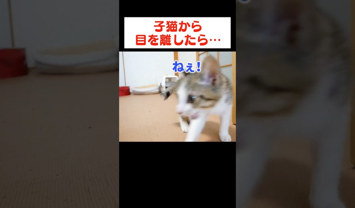 一人にされて寂しくなっちゃった子猫が…
