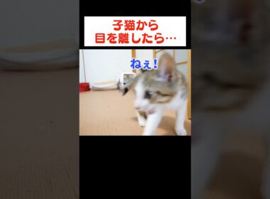 一人にされて寂しくなっちゃった子猫が…