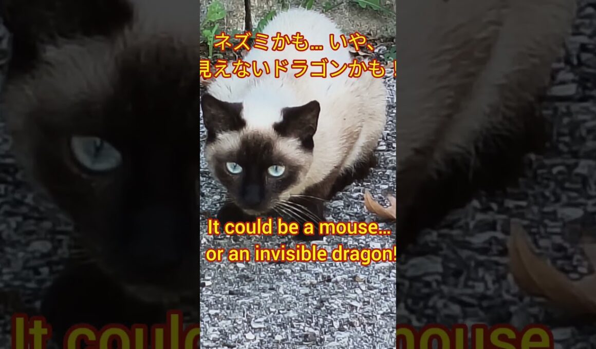 シャム猫の狩猟本能 Siamese Cat in Hunting Mode! #catshorts