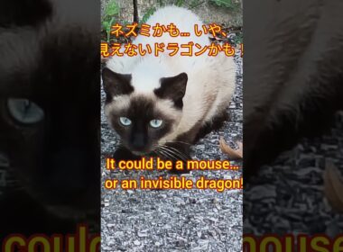 シャム猫の狩猟本能 Siamese Cat in Hunting Mode! #catshorts