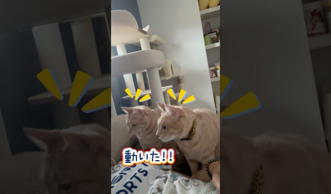 ママを心配してるかと思ったらwww