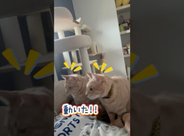 ママを心配してるかと思ったらwww