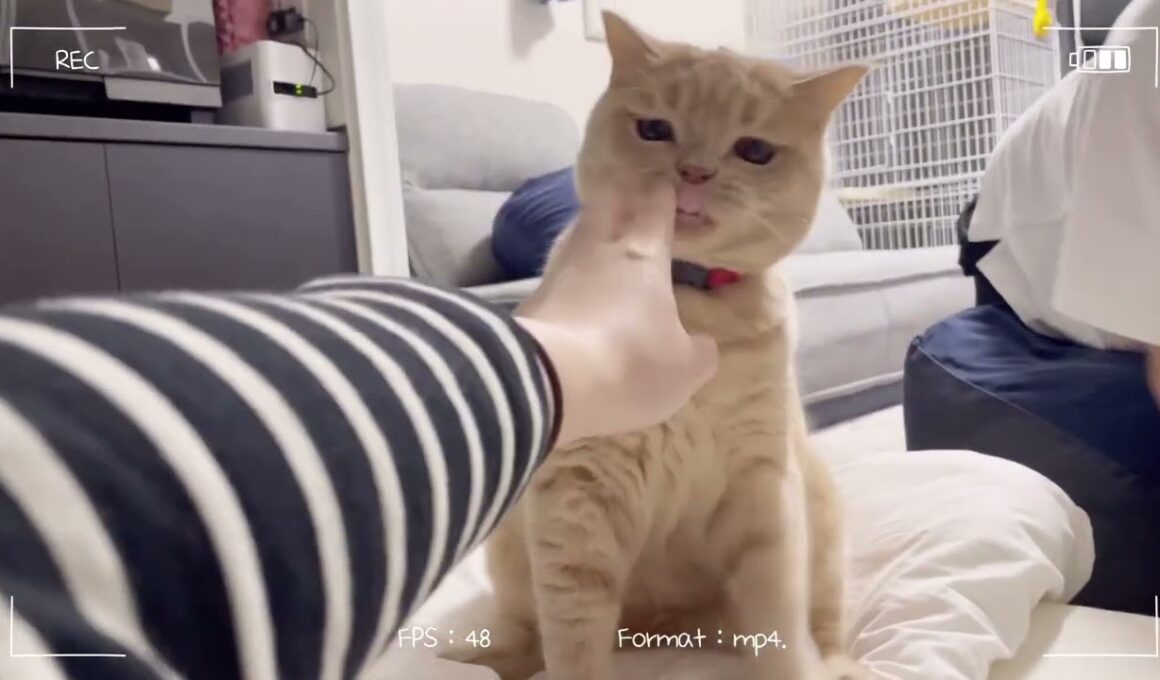 おでぶなのにたまにハンターになるブリティッシュショートヘアのもっちゃん。