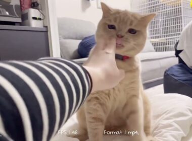 おでぶなのにたまにハンターになるブリティッシュショートヘアのもっちゃん。