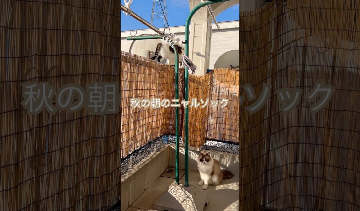 #保護猫と暮らす #cat #ラグドールもどき #猫のいる暮らし