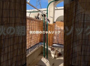 #保護猫と暮らす #cat #ラグドールもどき #猫のいる暮らし