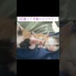 可愛い子猫ケルベロス登場！ #cat  #猫  #ねこ  #保護猫 #cute #猫のいる暮らし #子猫 #shorts  #こねこ
