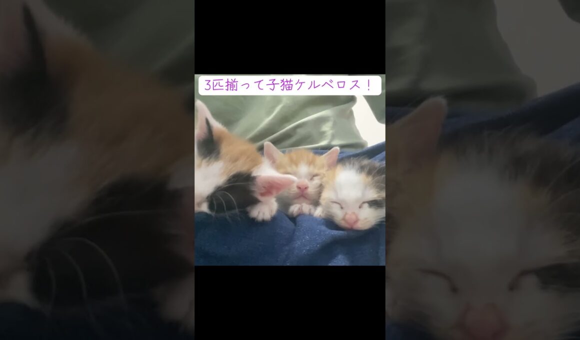 可愛い子猫ケルベロス登場！ #cat  #猫  #ねこ  #保護猫 #cute #猫のいる暮らし #子猫 #shorts  #こねこ