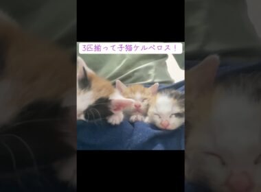 可愛い子猫ケルベロス登場！ #cat  #猫  #ねこ  #保護猫 #cute #猫のいる暮らし #子猫 #shorts  #こねこ
