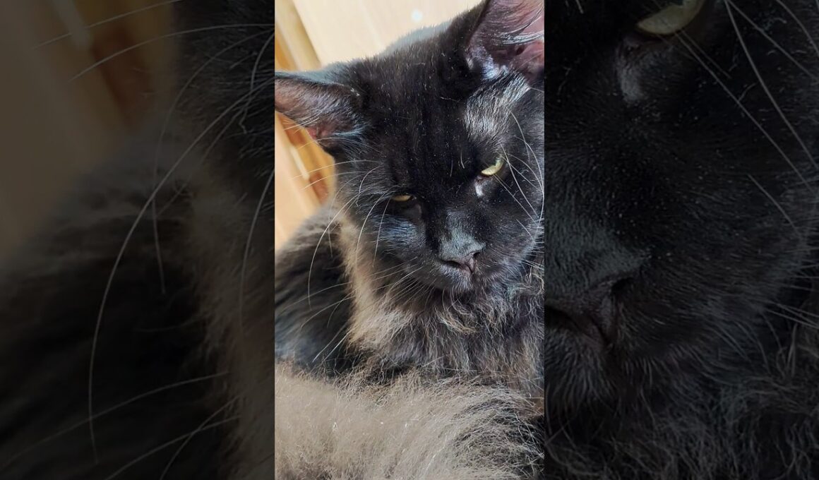 メインクーン子猫の成長ビフォーアフター（3ヶ月→9ヶ月） / Maine Coon Kitten’s Growth Before & After (3–9 Months)