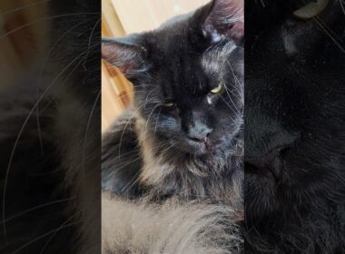 メインクーン子猫の成長ビフォーアフター（3ヶ月→9ヶ月） / Maine Coon Kitten’s Growth Before & After (3–9 Months)