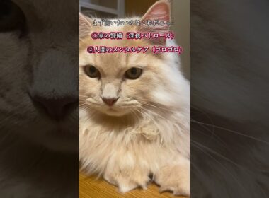 僕は猫ですか？？　#猫 #cat #サイベリアン #猫のいる暮らし