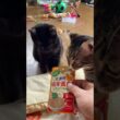 ちょっと、風邪気味、シャムの子ネコ雫ちゃん。シリンジで与える「介護用 高栄養食」を与えたら、海賊ねこルル、くーが狙う💦