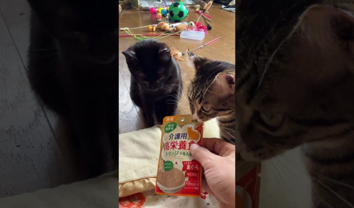ちょっと、風邪気味、シャムの子ネコ雫ちゃん。シリンジで与える「介護用 高栄養食」を与えたら、海賊ねこルル、くーが狙う💦