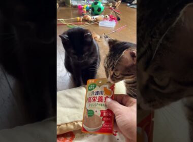 ちょっと、風邪気味、シャムの子ネコ雫ちゃん。シリンジで与える「介護用 高栄養食」を与えたら、海賊ねこルル、くーが狙う💦