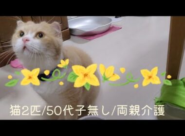 誕生日🎂後の様子💕これからの事🐱…156☘️おもち♂️[スコティッシュ]☘️しらす♀️[アメショ]#猫と家族